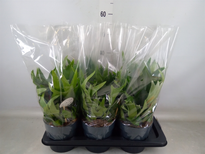 <h4>Platycerium bifurc.</h4>
