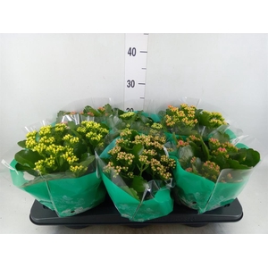 KALANCHOE BLOS. 'ROSDON COLLECTION'