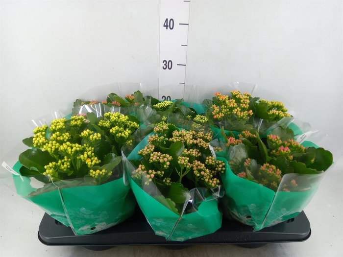 <h4>KALANCHOE BLOS. 'ROSDON COLLECTION'</h4>