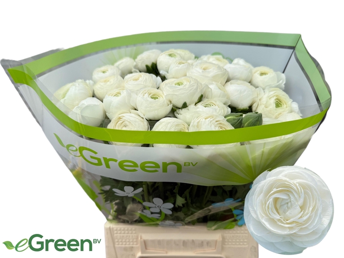 <h4>RAN AAZUR WHITE</h4>