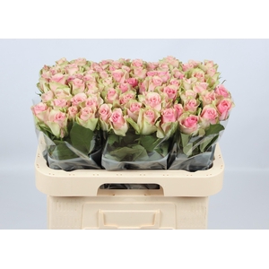 R GR BELLE ROSE