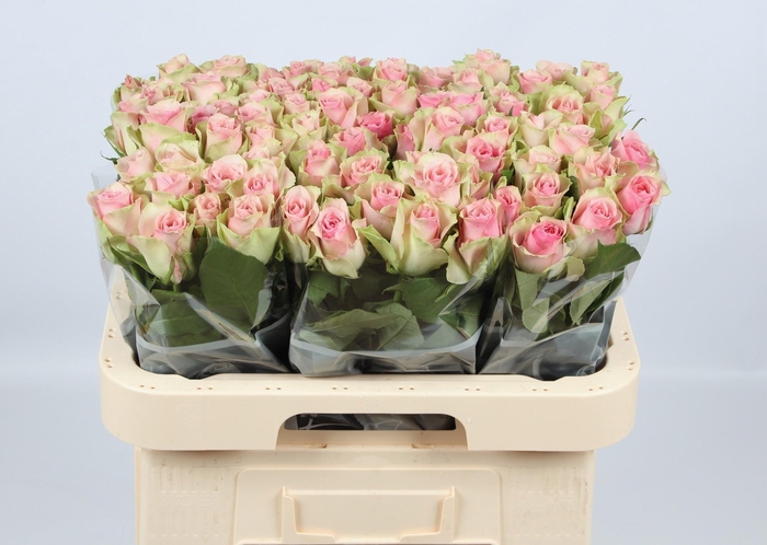 <h4>R GR BELLE ROSE</h4>