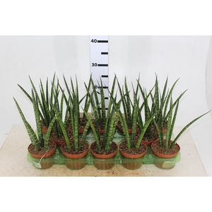 SANSEVIERIA JAPONESA NEW WAY P11
