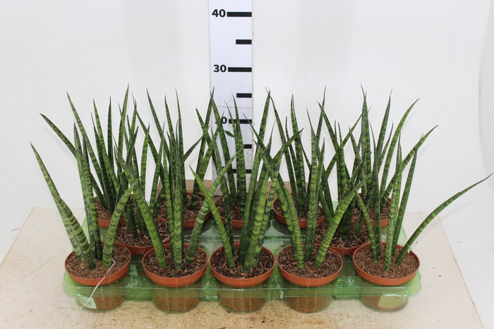 SANSEVIERIA JAPONESA NEW WAY P11
