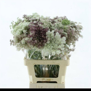 DAUCUS CAROTA DARA