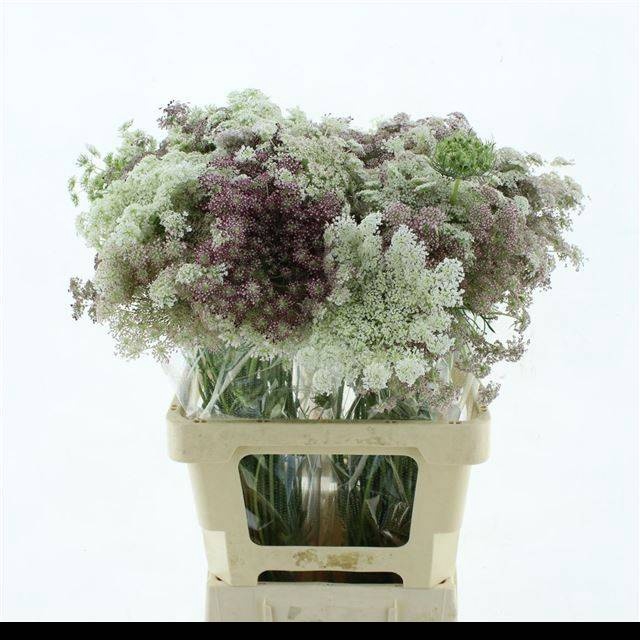 <h4>DAUCUS CAROTA DARA</h4>