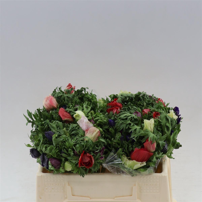 <h4>Anemone Rainbow</h4>