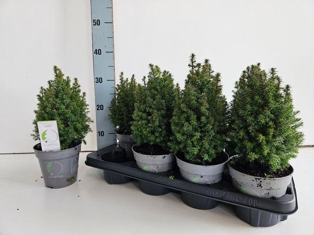 <h4>CHAM THY TOP POINT P13</h4>