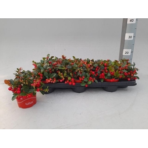 GAULTHERIA BERRY P10