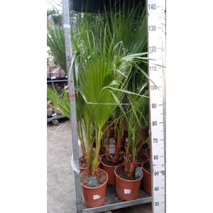 Washingtonia filifera