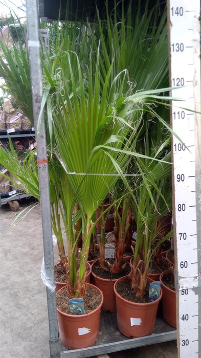 <h4>Washingtonia filifera</h4>
