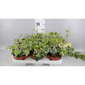 Hedera helix 'White Wonder'