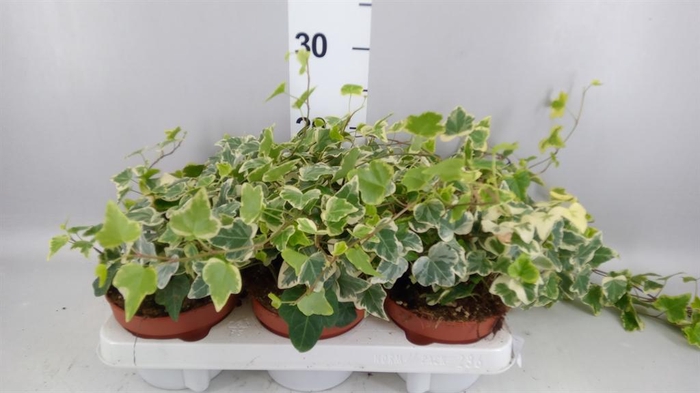 <h4>Hedera helix 'White Wonder'</h4>
