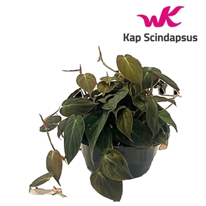 Philodendron Micans schaal
