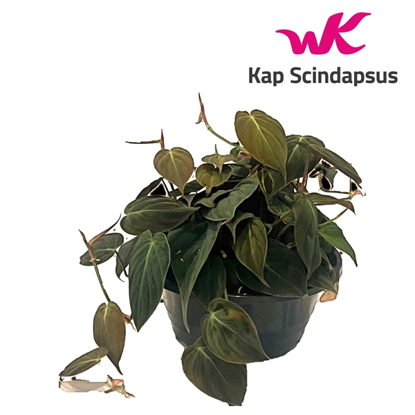 <h4>Philodendron Micans schaal</h4>