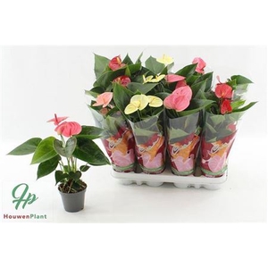 Anthurium Andreanum Grp gemengd 4 kleuren