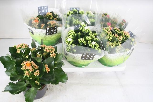 <h4>KAL GE GEM 4 KL</h4>