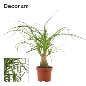 Beaucarnea recht 9 cm (Decorum)