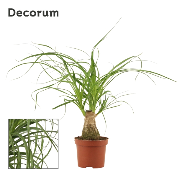 <h4>Beaucarnea recht 9 cm (Decorum)</h4>