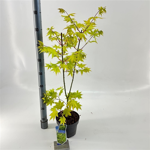 <h4>Acer pal. 'Summer Gold'</h4>