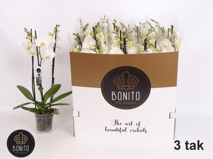 <h4>PHAL AN NOTTINGHAM</h4>