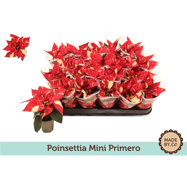 <h4>Euphorbia pulcherrima Primero Glitter</h4>