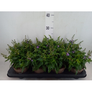 Angelonia  'Serena Purple'