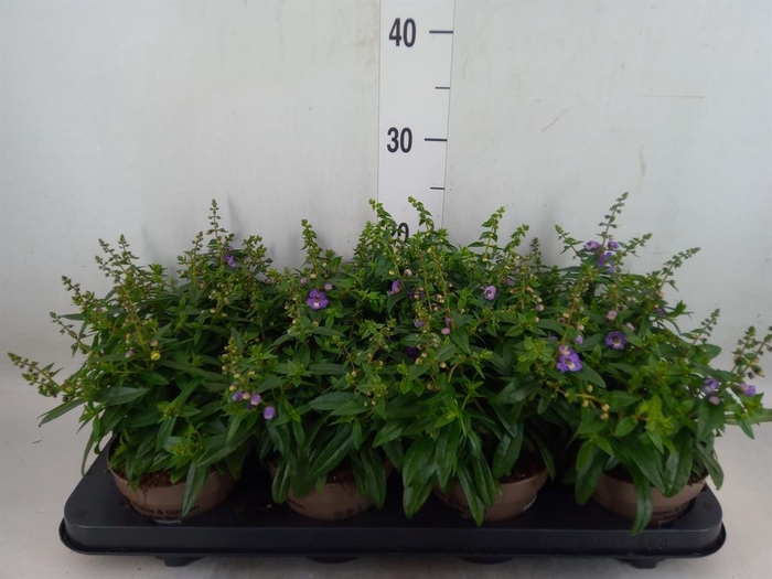 <h4>Angelonia  'Serena Purple'</h4>