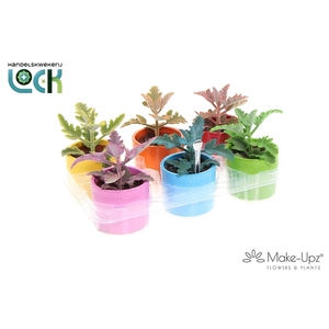 Kalanchoe Beharensis Make Upz in keramiek