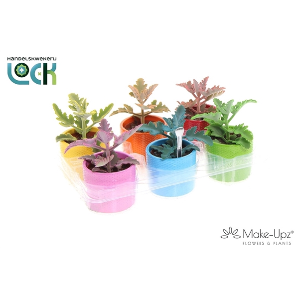 <h4>Kalanchoe Beharensis Make Upz in keramiek</h4>