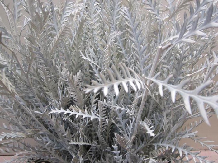 <h4>Ivanhoe Wit</h4>