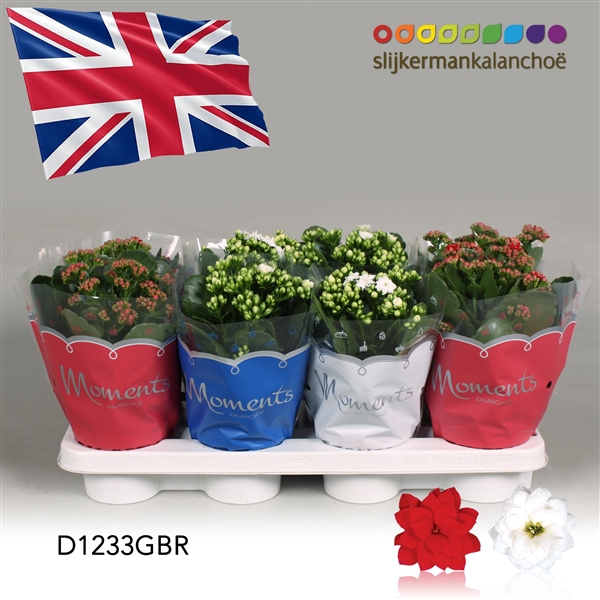 <h4>Kalanchoe Moments - Great Britain flag</h4>