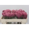 Ozothamnus Booming Pink