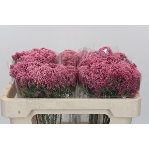 Ozothamnus Booming Pink