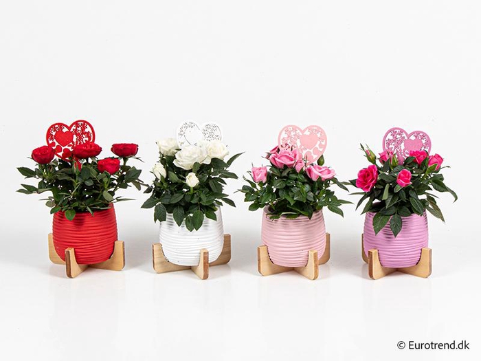 <h4>ROSA-HYBRID KUVERT</h4>