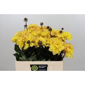 Dahlia Glossy Bravia
