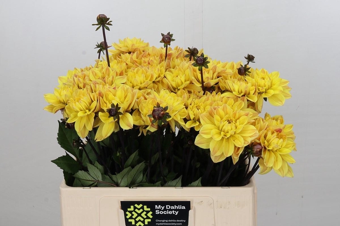 <h4>Dahlia Glossy Bravia</h4>