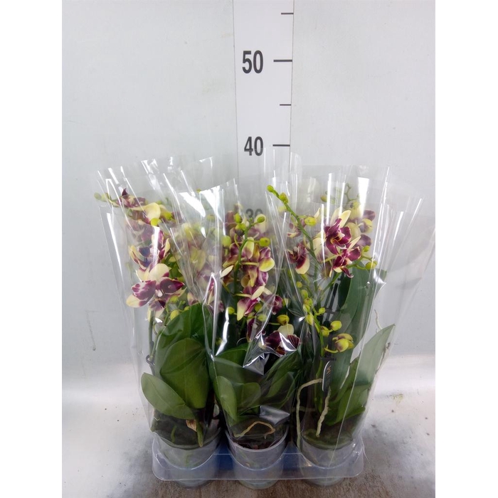 <h4>Phalaenopsis multi.   ...yellow</h4>