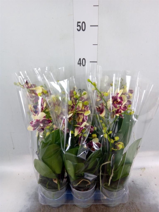 Phalaenopsis multi.   ...yellow
