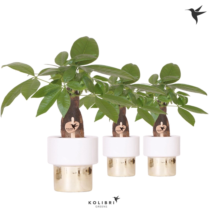 <h4>Kolibri Greens Pachira in Lush pot</h4>