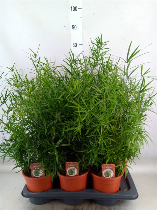 <h4>Asparagus falcatus</h4>