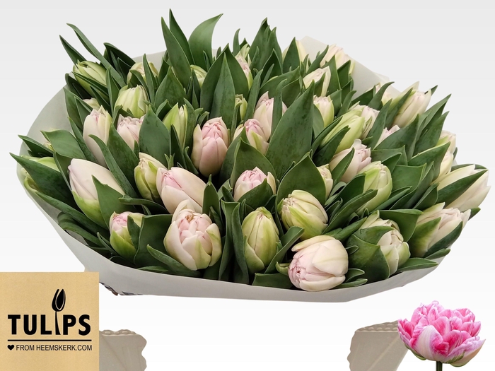 <h4>TU DU FOXTROT</h4>