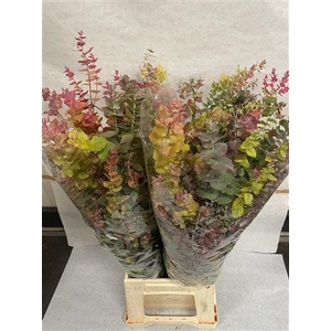 EUC. STUARTIANA AUTUMN 200 GR