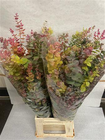 <h4>EUC. STUARTIANA AUTUMN 200 GR</h4>