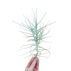 Tillandsia Caerulea XXL