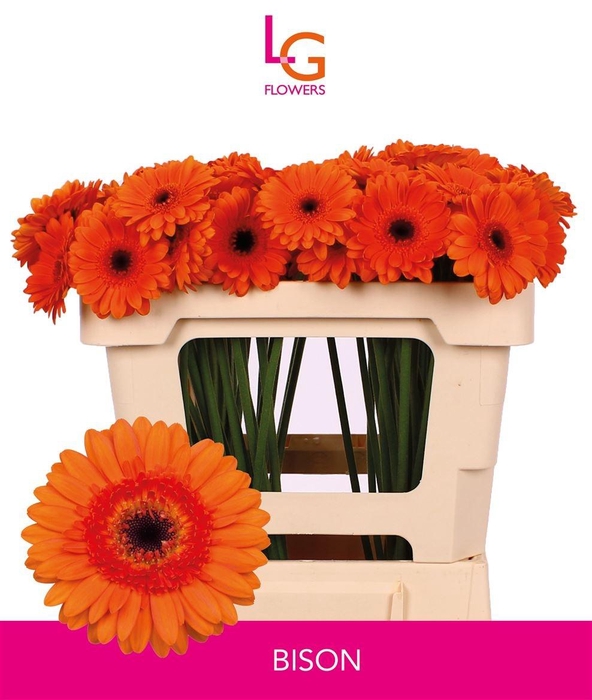 <h4>Germini Bison Doos</h4>