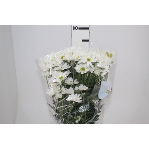 CRIS WHITE REAGAN 070 CM