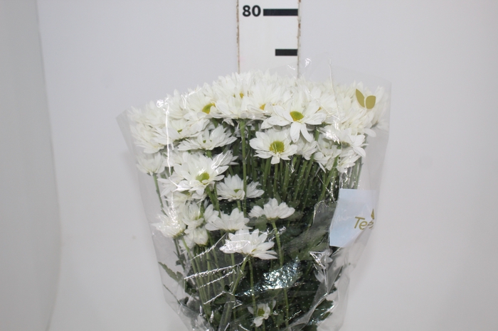 <h4>CRIS WHITE REAGAN 070 CM</h4>