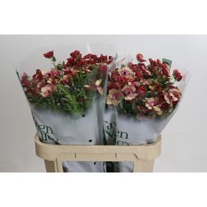 Ranunculus Magical Cinnamon