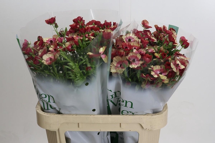 <h4>Ranunculus Magical Cinnamon</h4>